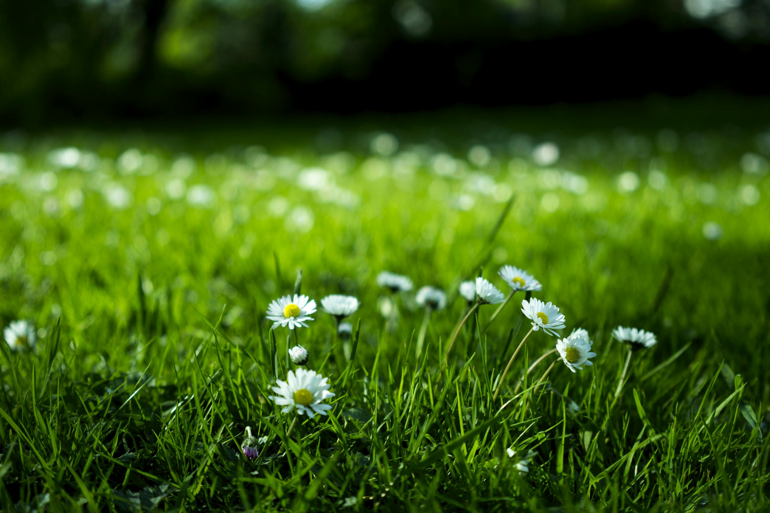 White Daisy on Grass Field